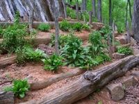 Terrassierung von Baumstämmen - #