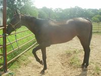 My new Ottb Annie!! (Little thin, we'll fatten her up