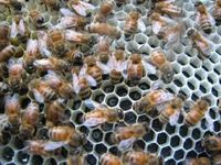 First Beehive Inspection of Spring - Homesteading and Livestock - MOTHER EARTH NEWS