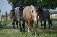 Horse-Breeding Basics: Quarter Horse Color