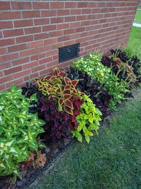 Loving my border of coleus #gardening #garden #DIY #home #flowers #roses #nature #landscaping #horticulture