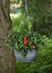 Short on space for veggies? Smaller varieties thrive in pots