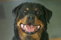 Rottweiler Facts