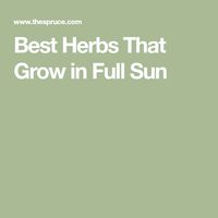 Best Herbs That Grow in Full Sun
