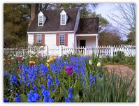 Williamsburg, Virginia - Sweet Little Bluebird