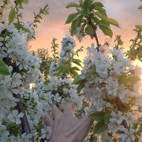 ᵖⁱⁿᵗᵉʳᵉˢᵗ | ʳᵒᵐᵃⁿᵗⁱᶜⁱˢᵉ ♡ soft, Korean aesthetic, kpop, niche, mood, view, vibe, cute, flowers, spring, nature, country, travel, photography, sunrise, moodboard, sunset, paris, design, beauty, tumblr