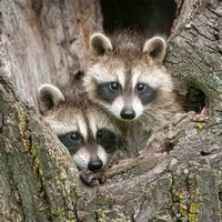 Learn about the Northern Raccoon and how to protect your crops, livestock, and pets from this small, but clever, predator.