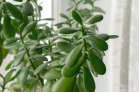 38. Planta jade com folhas brilhantes – Via: Moteris #plantajade #plantajadeatraidinheiro #plantajadecomocuidar