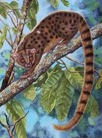 African Palm Civet by WillemSvdMerwe on DeviantArt