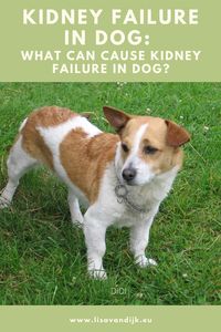 You want to find out what is the cause of kidney failure in dog and how to treat it? Check out the causes and what you can do to prevent it and enjoy the company of your best friend for as long as possible!