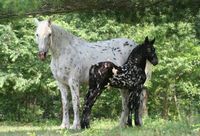 Mystic Warrior-he's my favorite friesian cross. He's black as a foal, but greyed out quite a bit as an adult