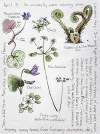 Middlewood Journal: Rue Anemone, Round-lobed Hepatica, Violet, Fern Fiddles