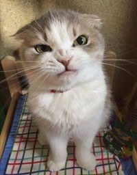 20+ животных, которые делают то, что им вздумается, и ни о чем не жалеют
