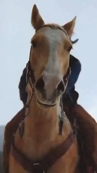 horses...