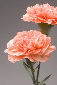 Guide des fleurs d'anniversaire selon les mois de l'année