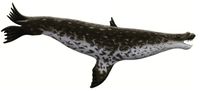 Allodesmus spp. - Carnivora