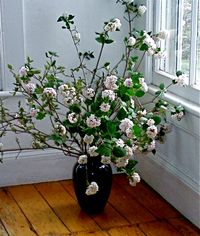 viburnum bouquet