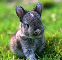 baby bunny via imgfave.com