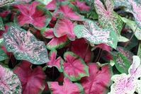 florida topical plants that grow in the shade | Ten Best Central Florida Shade Plants