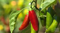 Wholesale Chipotle | Monterey Bay Herb Co