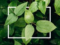 A creative layout of green leaves by Yura_Yarema on @creativemarket