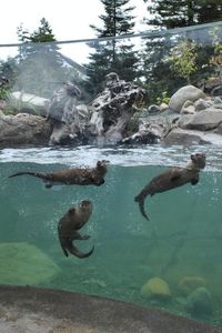 Watershed Heroes, Sequoia Park Zoo, Eureka, Californië, USA by Studio Hanson Roberts