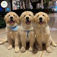 Three Golden Musketeers ❤❤❤