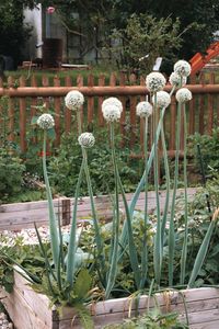 Der Garten ist für mich nicht nur Erholung, sondern auch Ausgleich zum Alltag und somit dürfen bei uns Nutzpflanzen, Gemüse und Obst nicht fehlen.