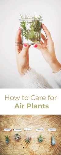 How to take care of air plants #airplants #indoorplants #plantlady #terrarium
