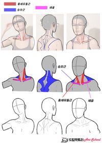 드림팩토리 그림공부봇 on Twitter: "오늘의 근육 공부… "