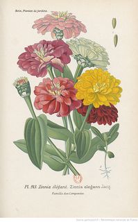 Atlas des plantes de jardins et d'appartements exotiques et européennes : 320 planches coloriées inédites, dessinées d'après nature, représentant 370 plantes, accompagnées d'un texte explicatif donnant la description, l'origine, le mode de culture, de multiplication et les usages des fleurs les plus généralement cultivées. Planches, 1-160 / par D. Bois,... | Gallica
