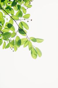 green flowering plant photo – Free Plant Image on Unsplash