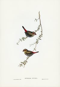 Red-eared finch (estrelda oculea) illust... | Free Photo #Freepik #freephoto #vintage #bird #animals #red