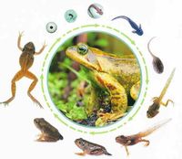 Bildergebnis für thema frosch kindergarten