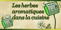 Devant la multitude d’herbes aromatiques cultivée dans un potager, dans un coin de jardin ou d’une terrasse il n’est pas évident de faire les bonnes associations. Cet article vous aidera à mieux connaître les principales herbes aromatiques et à les associer au bon plat.