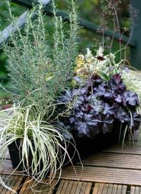 Evergreen Window Box