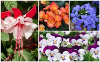 15 Different Annuals for Shade (Photos) - Garden Lovers Club