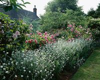 Roses and lychnis coronaria alba (white rose campion), summer bloom