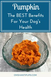 Adding pumpkin to your dog’s food is a great way to boost your dog’s nutrition, and it provides a whole host of benefits. Read on to see why pumpkin for dogs is so wonderful!