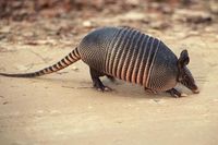 Cute and Beautiful Armadillo Pictures (15)