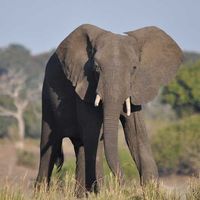 Smithsonian Earth has released a film series, Guardians of the Wild, that follows the continuous efforts of researchers in Zambia to save countless wildlife species. https://www.motherearthnews.com/nature-and-environment/wildlife/guardians-of-wild-series-zb0z1804zmos