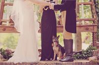 #wedding dog