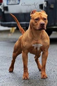 staffordshire terrier