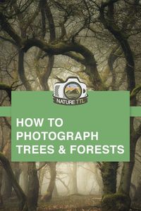 How to Photograph Trees and Forests // Learn how to capture beautiful images of woodlands on camera. // trees, forest, woodland, landscape photography, photography tips, autumn, landscape