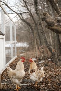 UNSCHOOLING — The Boss Farmhouse
