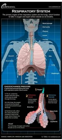 Respiratory gas exchange