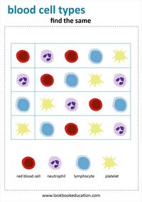 Learn about blood cell types. Find more science worksheets | www.lookbookeducation.com | Science for Kids