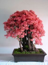 ~ Beautiful Bonsai Blossom ~ Bonsai trees symbolize harmony, honor, patience and happiness. They are the perfect addition to a relaxing environment.