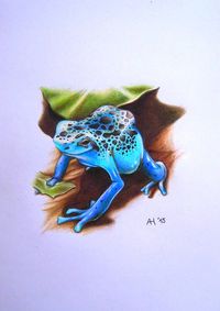 Poison Dart Frog 2 by Weyzen on DeviantArt