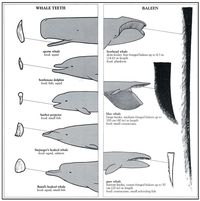 Teeth vs Baleen